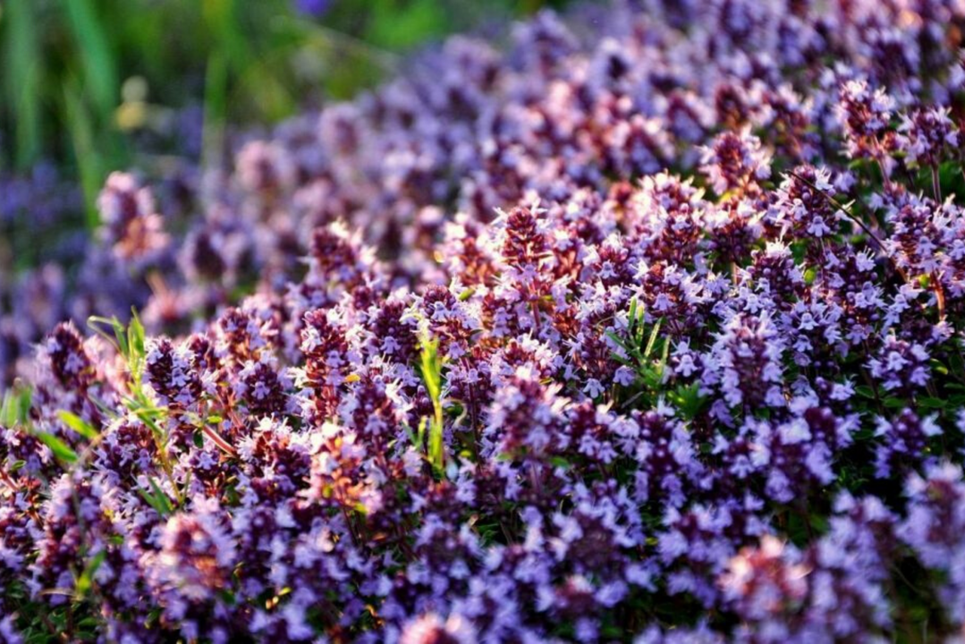 thyme to boost potency